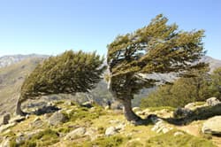 Illustration zum Wetterbegriff Bergwind