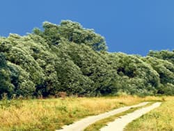 Illustration zum Wetterbegriff Böen