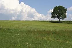 Illustration zum Wetterbegriff C-Klimate