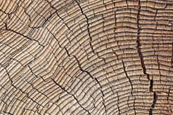 Illustration zum Wetterbegriff Dendro-Klimatologie