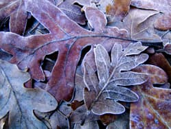 Illustration zum Wetterbegriff Frostperiode