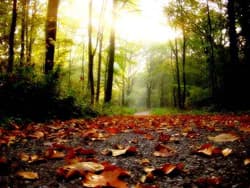 Illustration zum Wetterbegriff Herbst