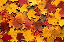 Illustration zum Wetterbegriff Herbstfärbung