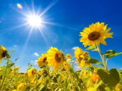 Illustration zum Wetterbegriff Hochsommer