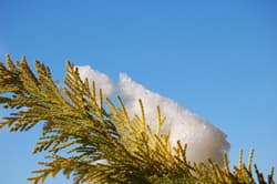 Illustration zum Wetterbegriff Kernloser Winter