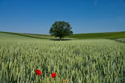 Illustration zum Wetterbegriff Mittlere Breiten