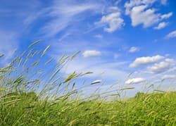 Illustration zum Wetterbegriff Mittlerer Wind