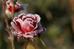 Illustration zum Wetterbegriff Nachtfrost
