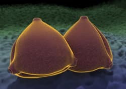 Illustration zum Wetterbegriff Pollen-Analyse