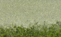 Illustration zum Wetterbegriff Sommerregen