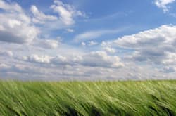 Illustration zum Wetterbegriff Wind