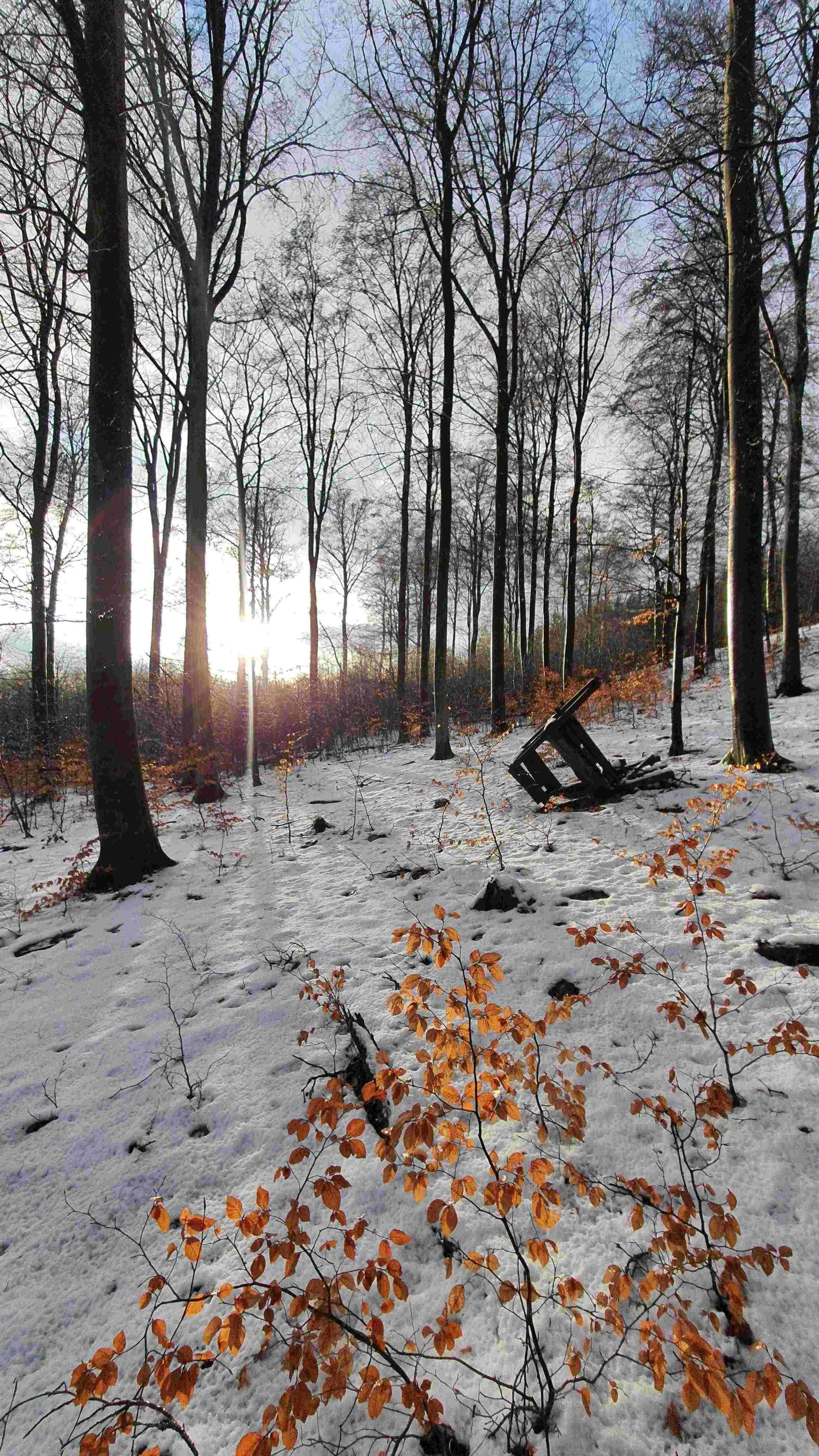 Kommt jetzt der Flachlandwinter? Die Schneeprognose