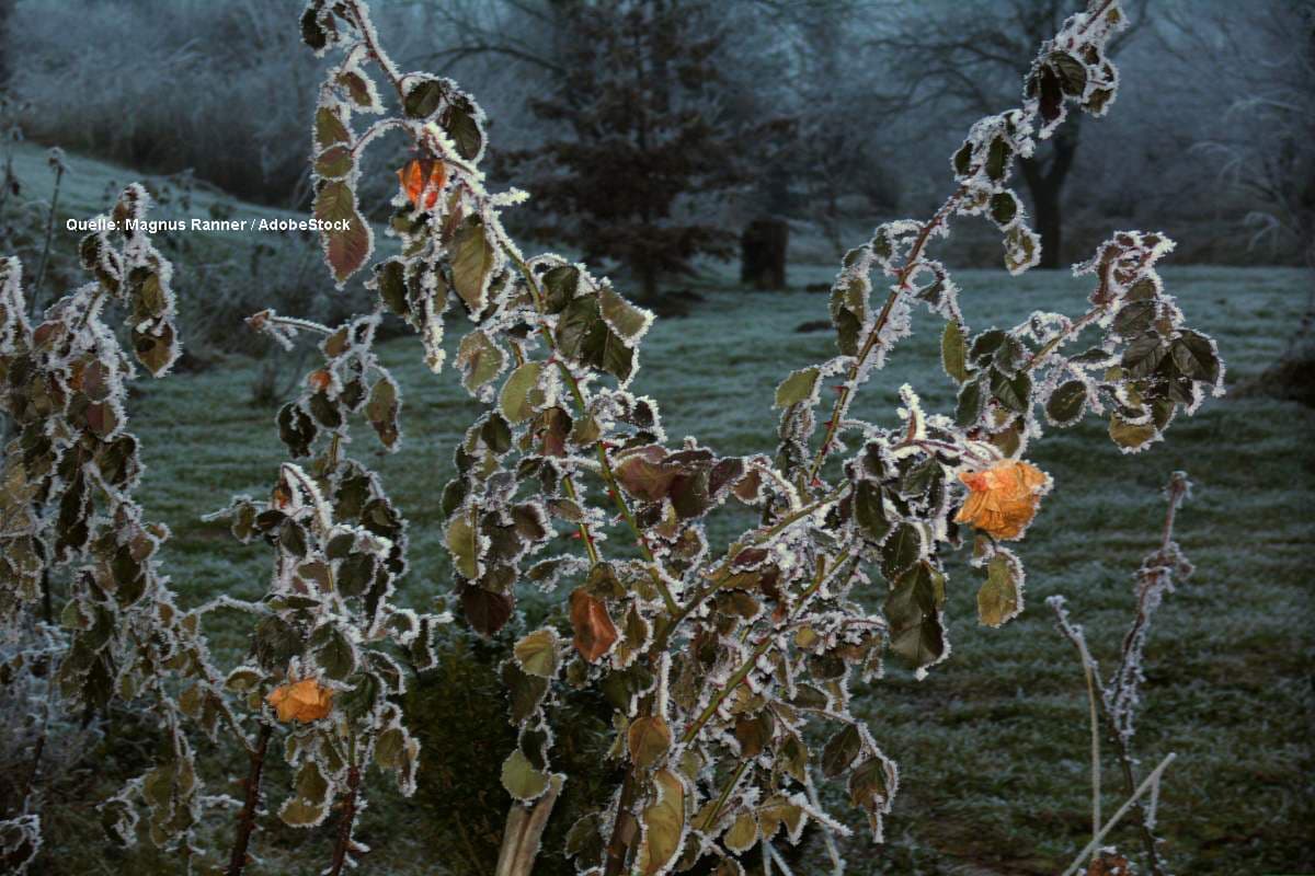 Gartengenuss im Winterhalbjahr: Das ist selbst bei schlechtesten Wetterbedingungen möglich