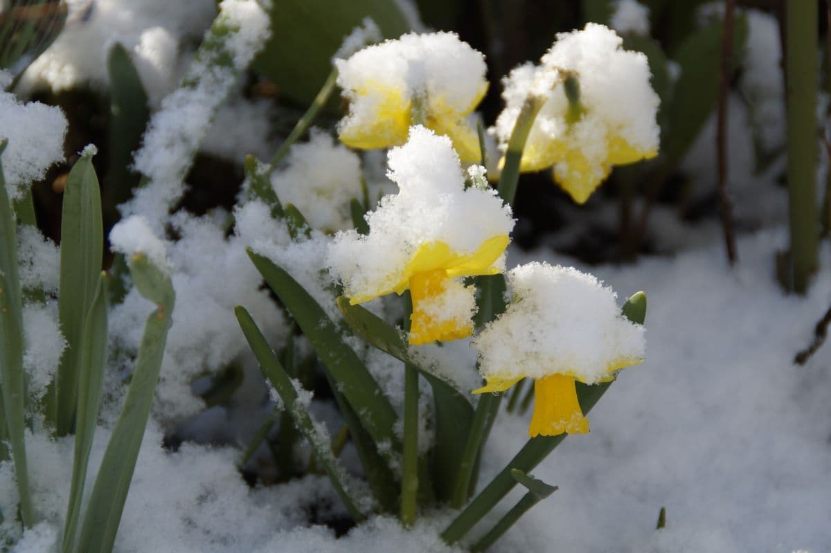  Vom Mildwinter zum Schauerfrühling  mild-windiges Wochenende nimmt Fahrt auf 