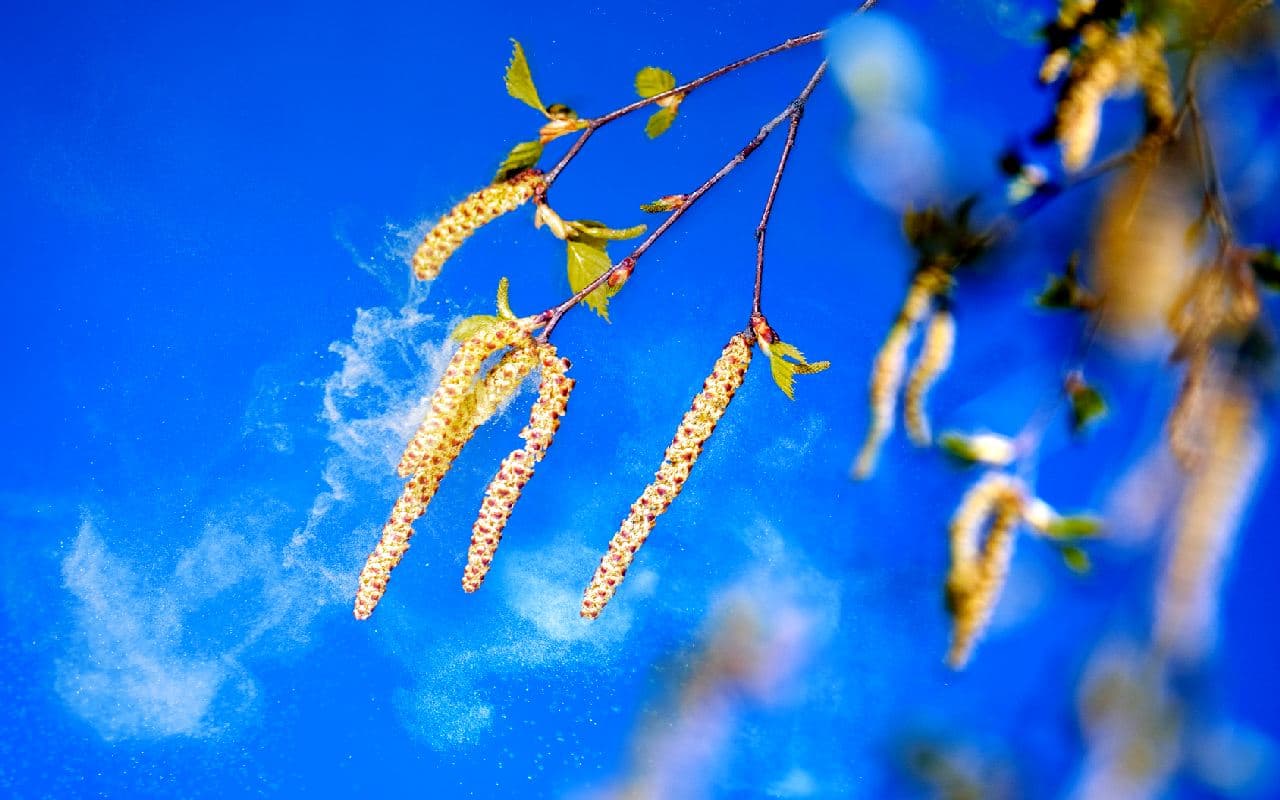 Frühsommerwetter begünstigt Pollenexplosion  wo jetzt besonders viele Pollen unterwegs sind