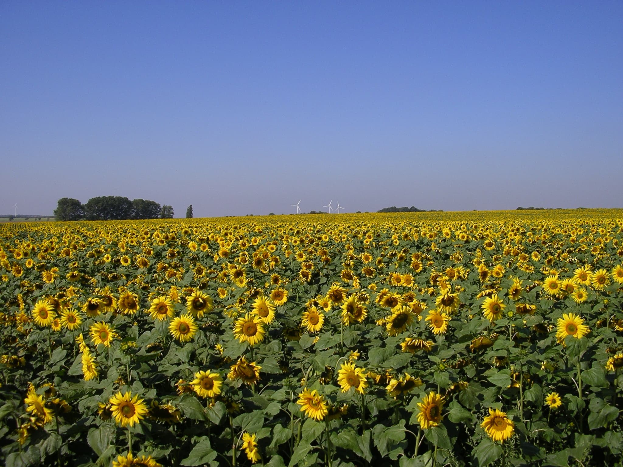 Wie wird der Sommer 2022?