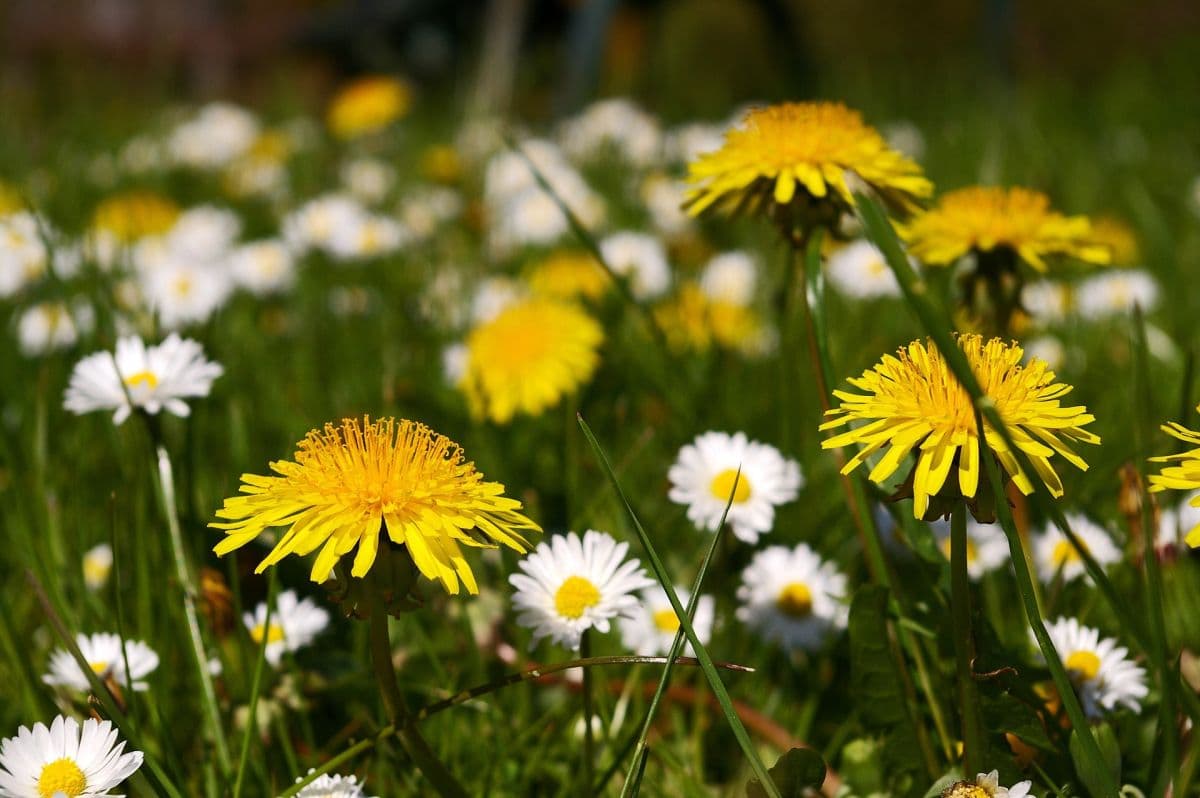 Frühsommerlich, im Norden Abkühlung