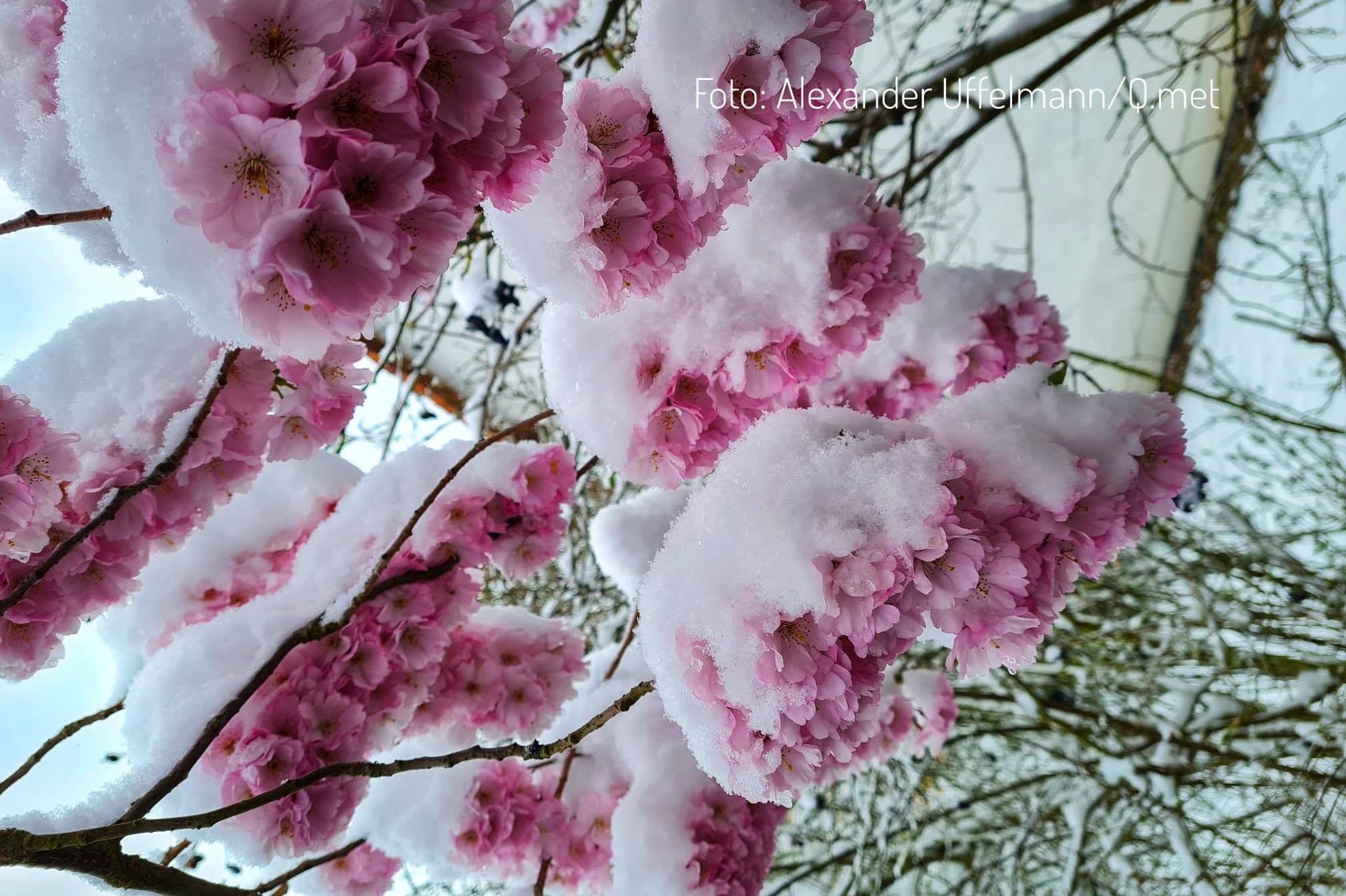 Eisheilige brechen ihr Versprechen  Luftfrost Ende Mai erwartet!