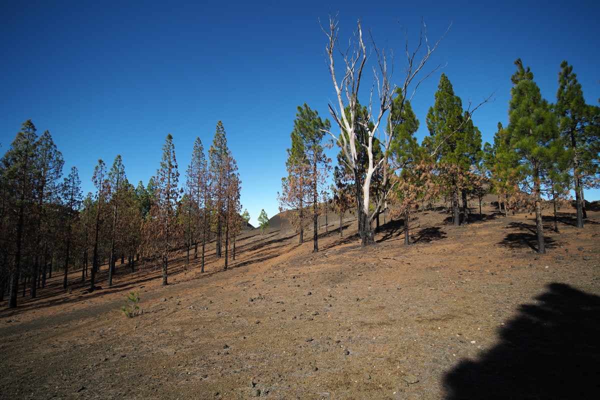 Zum Waldbrand auf Teneriffa