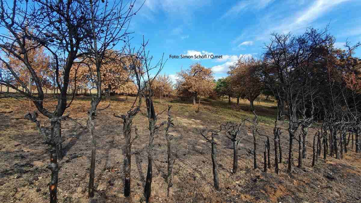 Über Trockenheit und Waldbrandgefahr