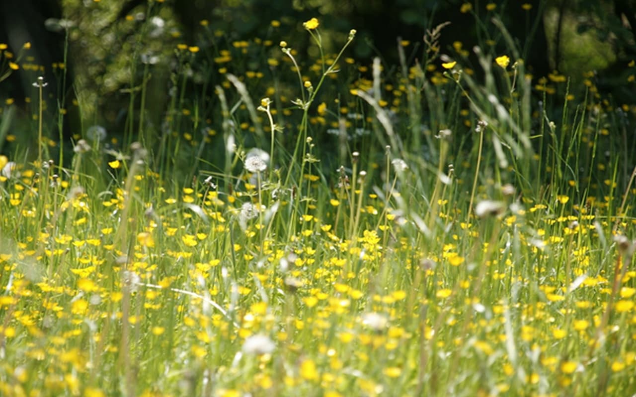 Heuschnupfen: Lästiger Begleiter im Frühjahr und Sommer