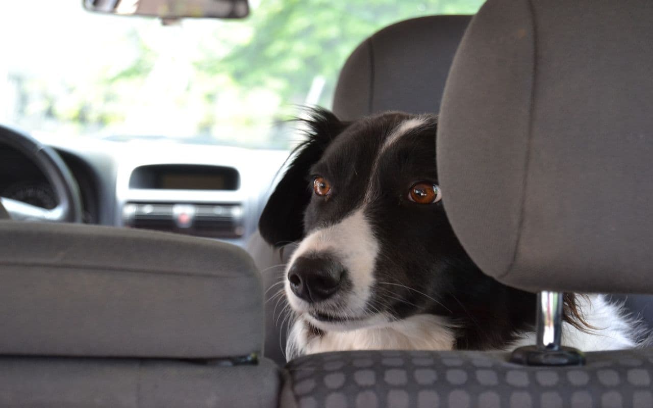 Hund im Auto bei Hitze - was ist zu tun?