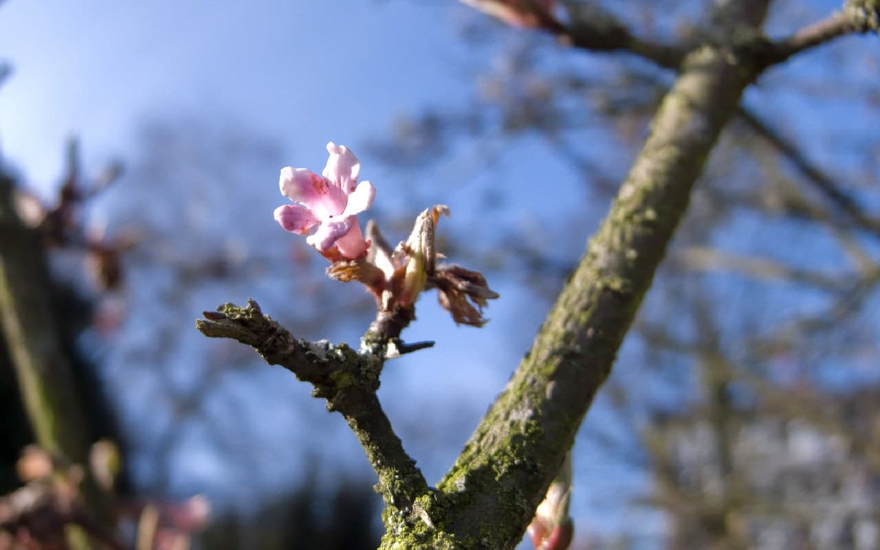  Rekordtemperaturen in zweitem Februardrittel 