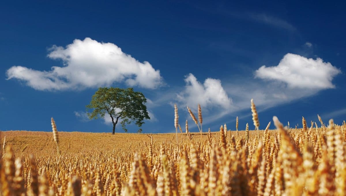 Folgen des Klimawandels für die Landwirtschaft