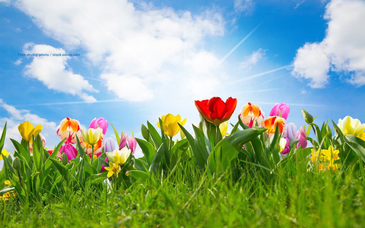 Februarende weckt Frühlingsgefühle