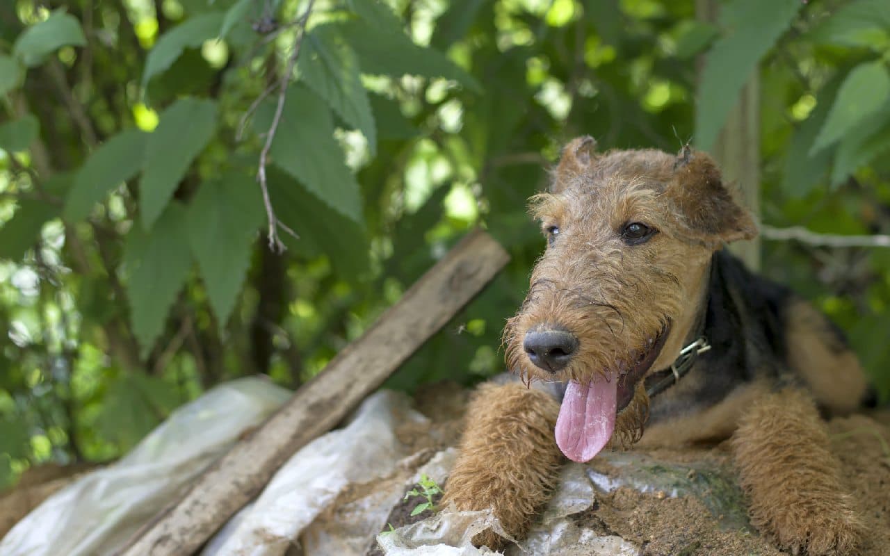 Hundstage und kein Ende?
