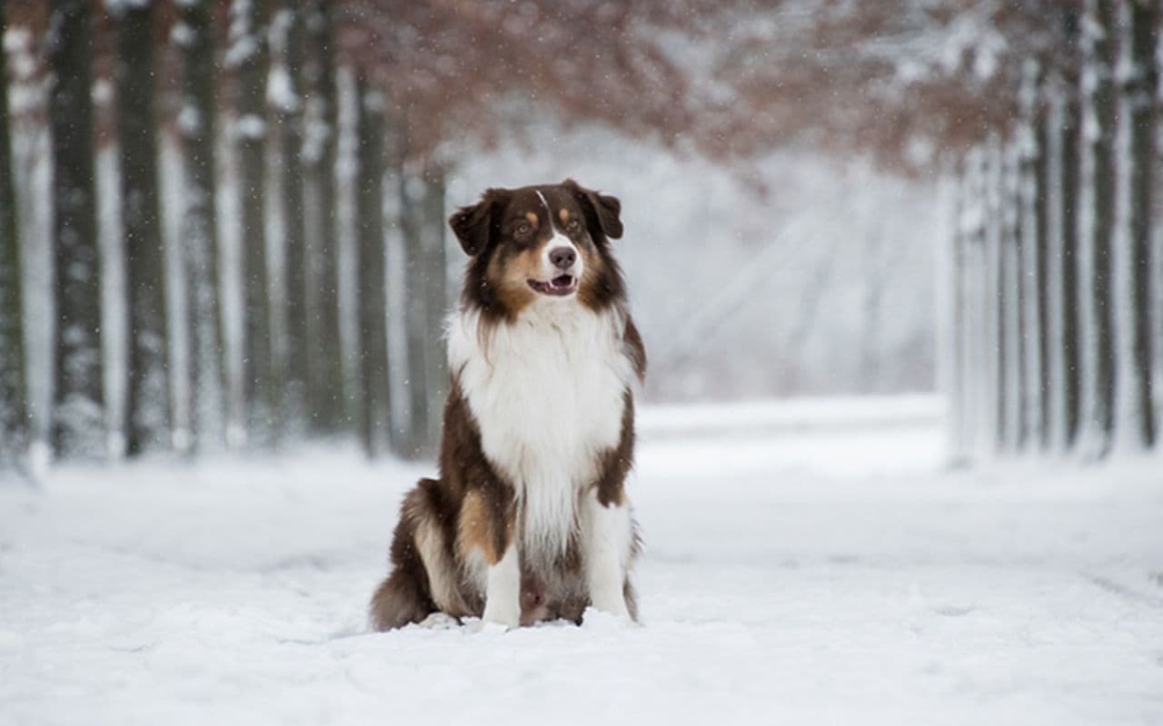 Mit dem Hund durch Wind und Wetter!