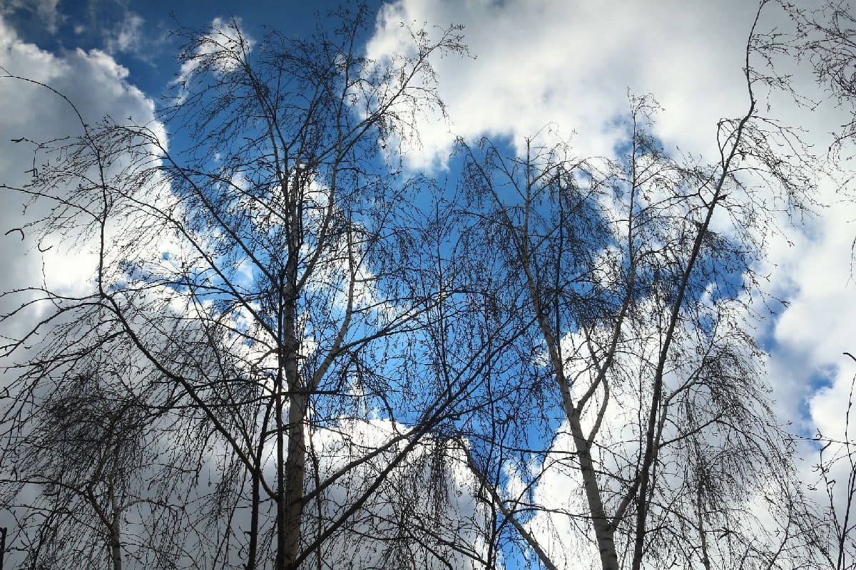  Januar mit fettem Temperaturplus und Regendefizit 