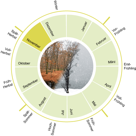 Phänologischer Kalender für November - Übersicht der natürlichen Entwicklungszyklen in Deutschland
